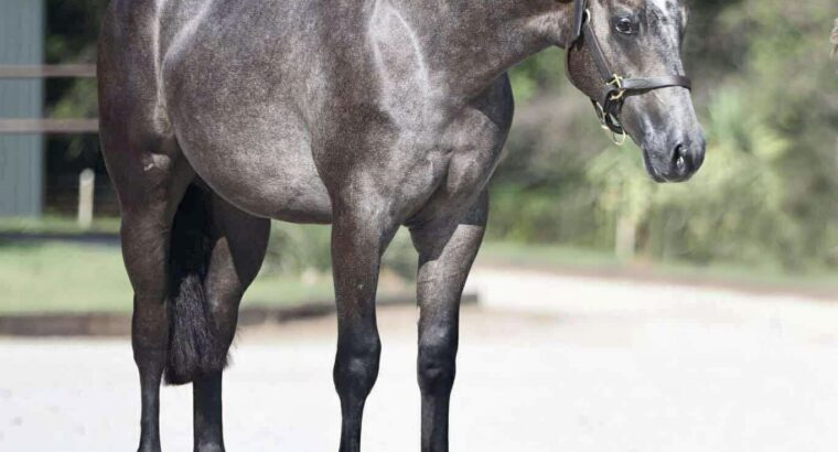Pretty Roan Mare – Selling Broodmare Sound