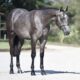 Pretty Roan Mare – Selling Broodmare Sound