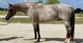 Pretty Roan Mare – Selling Broodmare Sound