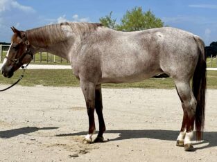 Pretty Roan Mare – Selling Broodmare Sound