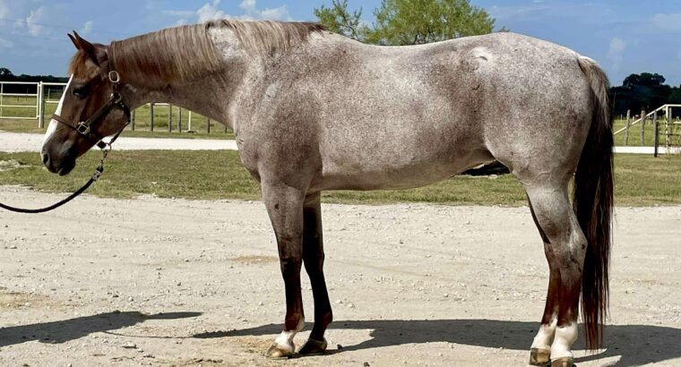 Pretty Roan Mare – Selling Broodmare Sound