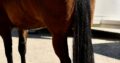 Machine Made x RL Best Of Sudden Broodmare