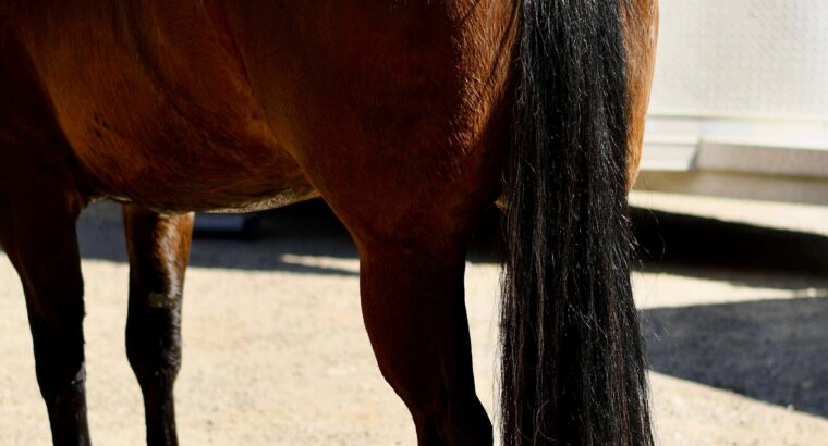 Machine Made x RL Best Of Sudden Broodmare