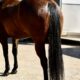 Machine Made x RL Best Of Sudden Broodmare