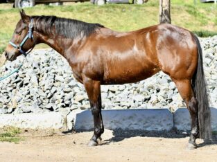 Machine Made x RL Best Of Sudden Broodmare