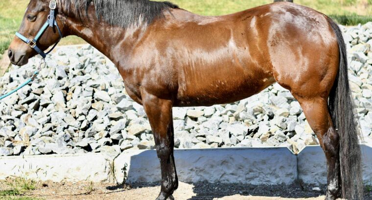 Machine Made x RL Best Of Sudden Broodmare