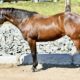Machine Made x RL Best Of Sudden Broodmare
