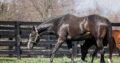 “Liberty Street” 2017 Dark Bay Thoroughbred Mare