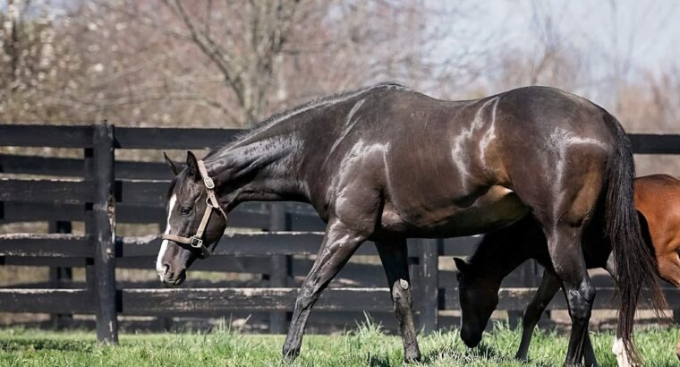 “Liberty Street” 2017 Dark Bay Thoroughbred Mare