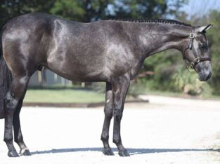 Flashy Grey All-Around Prospect
