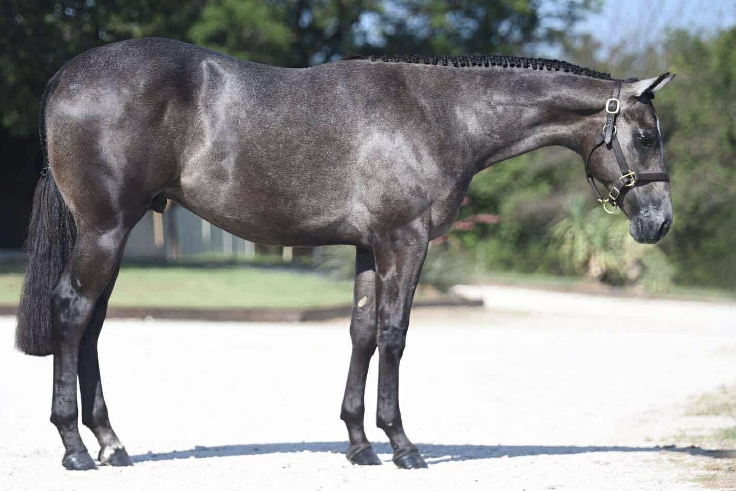 Flashy Grey All-Around Prospect