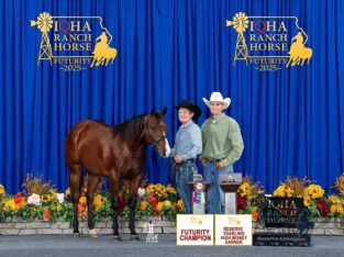 Ranch Rider Prospect Bay Yearling Filly