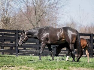 “Liberty Street” 2017 Dark Bay Thoroughbred Mare