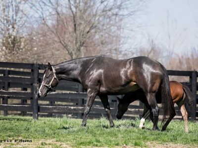 “Liberty Street” 2017 Dark Bay Thoroughbred Mare