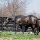 “Liberty Street” 2017 Dark Bay Thoroughbred Mare