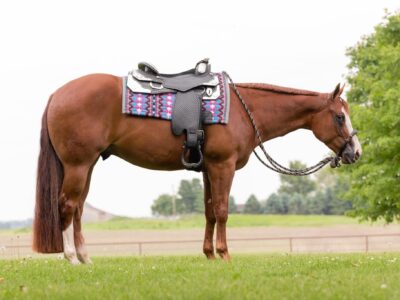 Batt Man 3YO WP Gelding