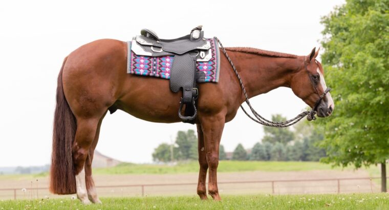 Batt Man 3YO WP Gelding