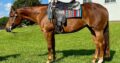 5YO VS Code Red Select WP Mare