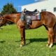 5YO VS Code Red Select WP Mare