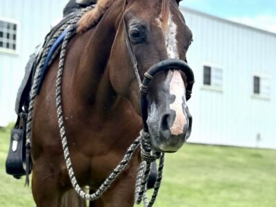 Royally Bred 2YO AQHA/APHA Double Mare