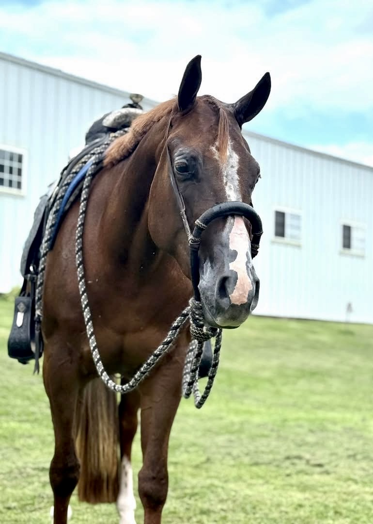 Royally Bred 3YO AQHA/APHA Double Mare