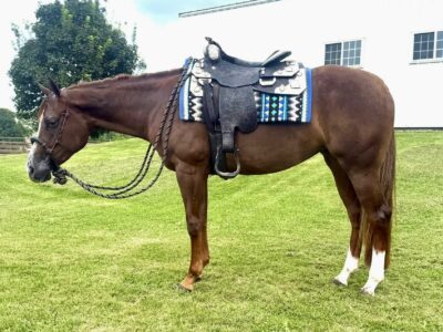 Royally Bred 2YO AQHA/APHA Double Mare