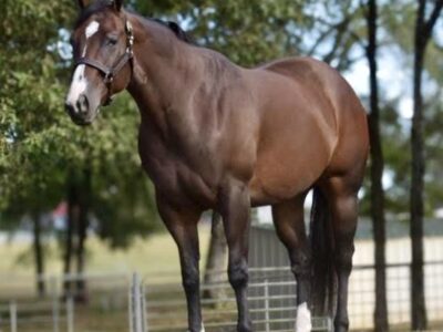 AQHA/APHA/PtHA/NSBA Heart Stoppin Mare