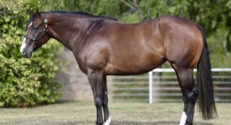 AQHA/APHA/PtHA/NSBA Heart Stoppin Mare