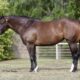 AQHA/APHA/PtHA/NSBA Heart Stoppin Mare