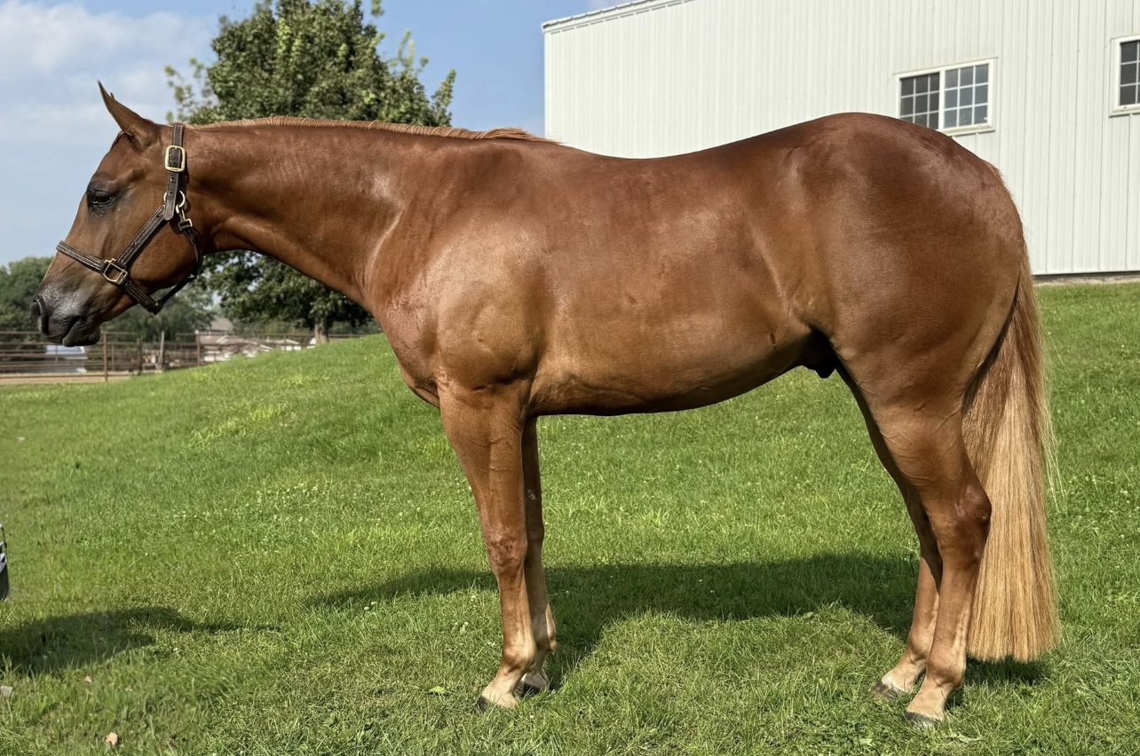 3YO Machine Made Gelding Prospect