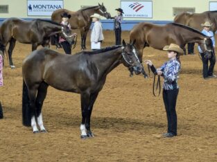 Double All-Around Gelding