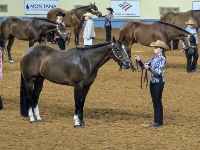 Double All-Around Gelding