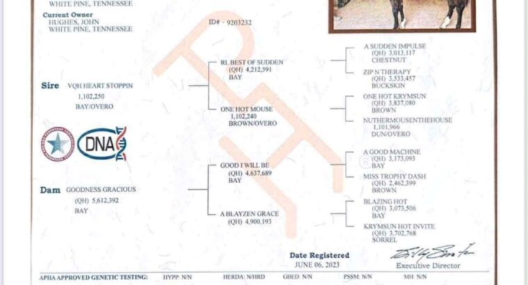 AQHA/APHA/PtHA/NSBA Heart Stoppin Mare