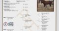 Double NDIL All-Around Gelding