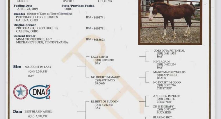 Double NDIL All-Around Gelding