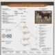 Double NDIL All-Around Gelding