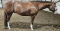 Double NDIL All-Around Gelding