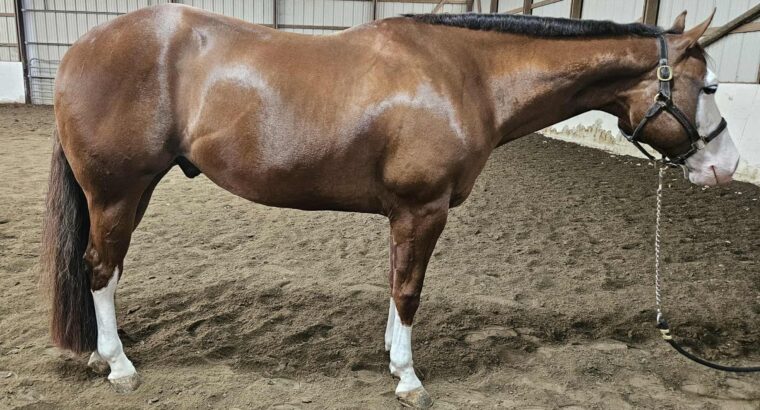 Double NDIL All-Around Gelding