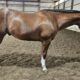 Double NDIL All-Around Gelding