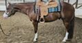 Double NDIL All-Around Gelding
