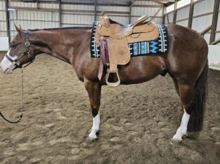 Double NDIL All-Around Gelding