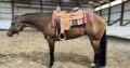 The Best Martini All-Around Gelding
