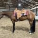 The Best Martini All-Around Gelding