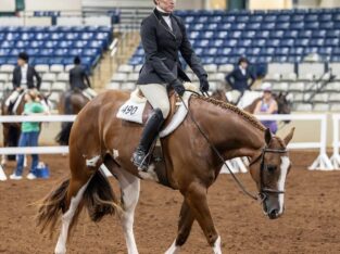 AQHA/APHA/PtHA 3YO All-Around Prospect
