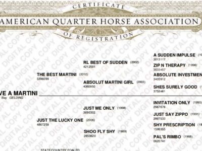 The Best Martini All-Around Gelding