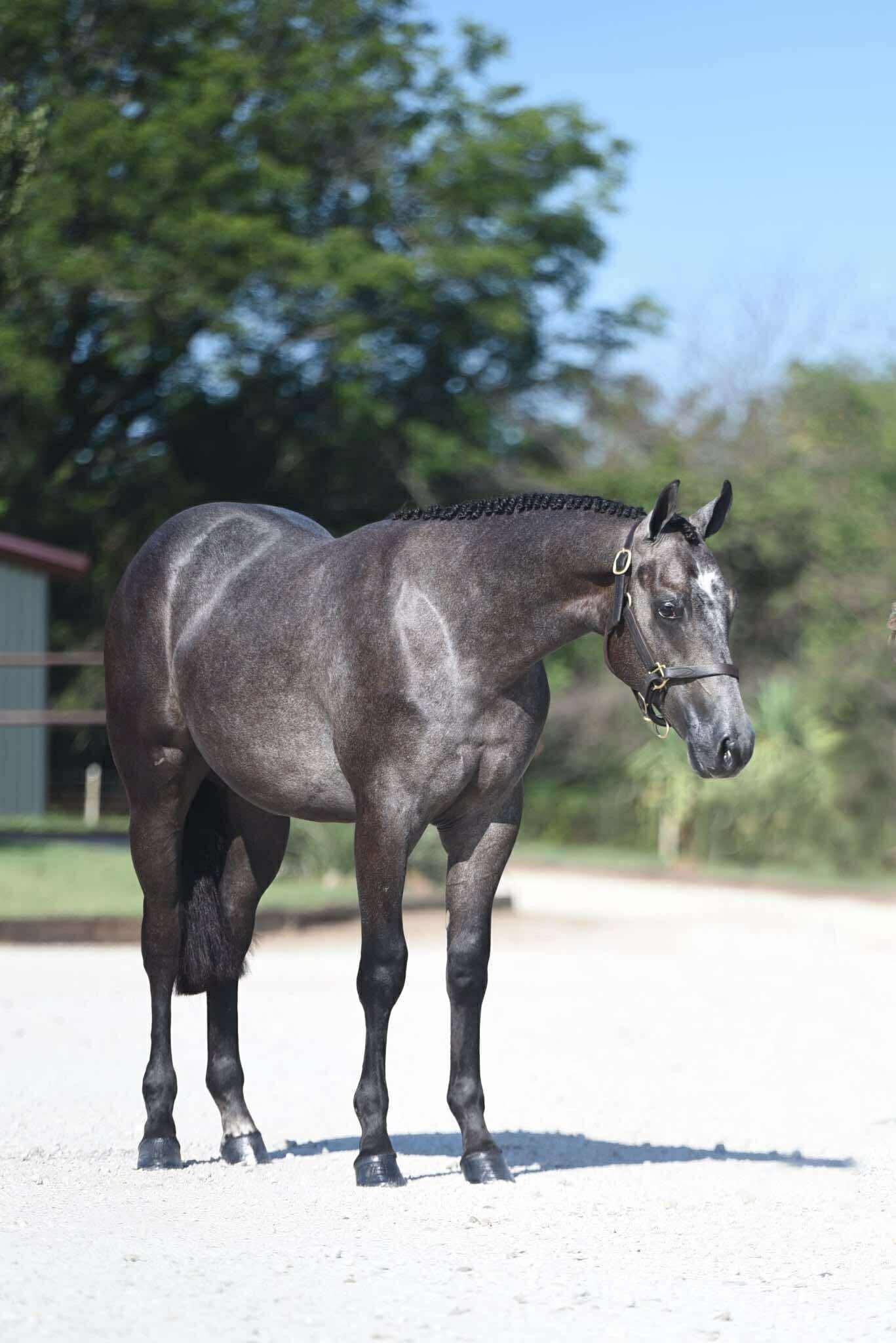 Flashy Grey All-Around Prospect