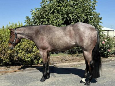 VS Code Blue 2YO Gelding