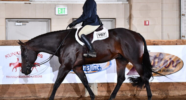 Novice Friendly Gelding