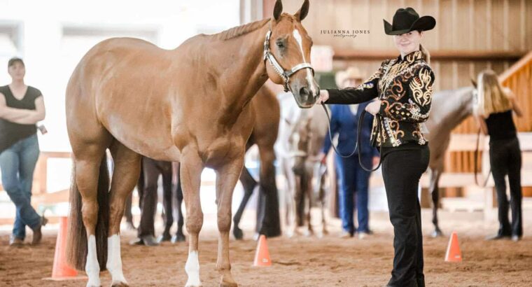 Watch Me Kiss – All-Around Gelding