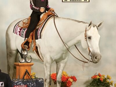 Novice Friendly All-Around Gelding